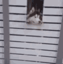 Changing Dogs GIF - Changing Dogs Sharing GIFs