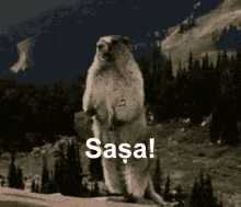 Sasa Beaver GIF - Sasa Beaver Castor GIFs