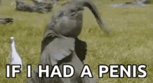 Penis Elephant GIF - Penis Elephant Trunk GIFs