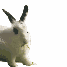 rabbit rabbit