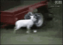 Goat Tackle GIF - Goat GIFs