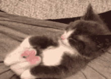 Kitty Stretching GIF - Kitty Stretching Legs Up GIFs