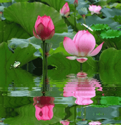 Lovely Flowers - Lovely Flowers Nature - Discover & Share GIFs