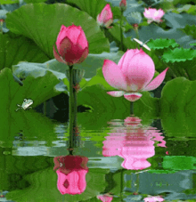 lovely flowers nature lovely flowers nature