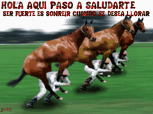 Hola Saludos GIF - Hola Saludos Horse GIFs