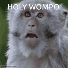 Monkey Holy Wompo GIF - Monkey Holy Wompo Holy GIFs