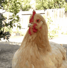 Chicken Funny GIF - Chicken Funny Animal GIFs