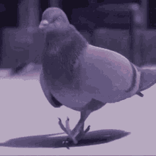 Pigeon Cool GIF - Pigeon Cool Walk GIFs
