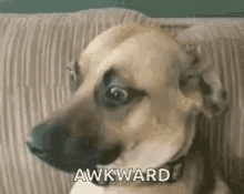 Awkward Stare GIF - Awkward Stare Dog Stare GIFs