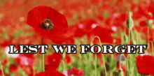 Remembrance Day Lest We Forget GIF - Remembrance Day Lest We Forget Poppies GIFs