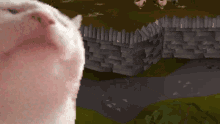 catjam runescape osrs greendragonbot gdb catjam runescape osrs greendragonbot gdb