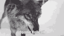 Oomfie Oomfie Rollcall GIF - Oomfie Oomfie Rollcall Wolf GIFs