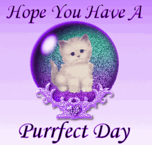 Cat Cute GIF - Cat Cute Hope You Have A Purrfect Day GIFs