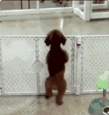 Excited Cute GIF - Excited Cute Adorable GIFs