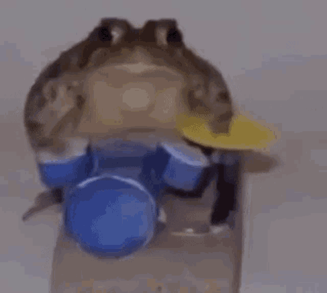 frog-drummer.gif