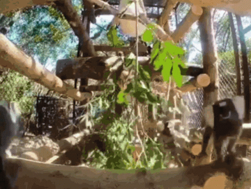 Beijo Macaco GIF - Beijo Macaco - Discover &amp; Share GIFs