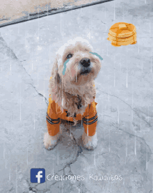 Bobby Kawaiito Hoppkei GIF - Bobby Kawaiito Hoppkei Funny Dog GIFs