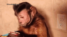 Drinking Capuchin Monkey GIF - Drinking Capuchin Monkey Monkeyboo GIFs