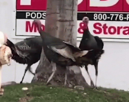 turkeys.gif