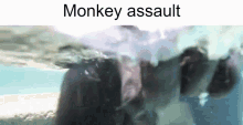 Monkey Assault GIF - Monkey Assault Attack GIFs