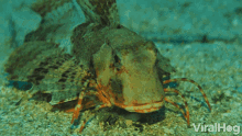 Walking Undersea GIF - Walking Undersea Sea Bed - Discover & Share GIFs