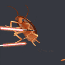 Roach Dancing GIF - Roach Dancing Cockroach GIFs