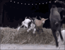 Goat Herd GIF - Goat Herd Radical GIFs