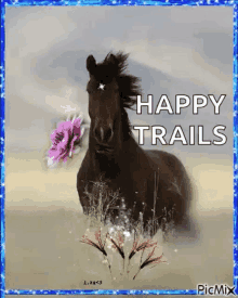 greetings horses
