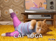 Cat Exercise GIF - Cat Exercise Workout GIFs