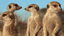 Meerkats Peep GIF - Meerkats Peep Yes GIFs
