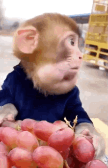 monkey grape sohebape monkeysoheb