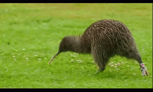 Run Kiwi GIF - Run Kiwi Cute - Discover &amp;amp; Share GIFs