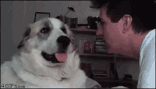 you-idiot-dog-punch.gif