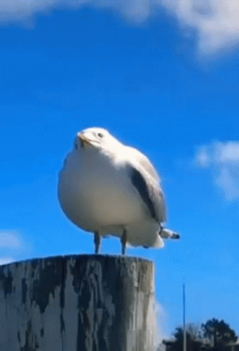 seagull-screaming.gif