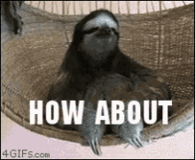 How About No Sloth GIF - How About No Sloth - Discover &amp; Share GIFs
