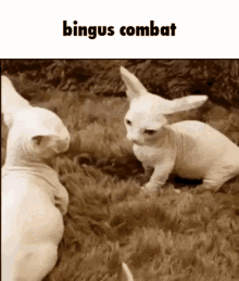 Bingus Bingus Combat GIF - Bingus Bingus Combat GIFs