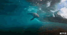 Sea Lion Surfing GIF - Sea Lion Surfing Wave GIFs
