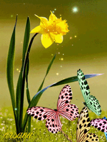 Butterflies Sparkling GIF - Butterflies Sparkling Flowers GIFs