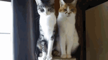 Cats GIF - Cats Serious Silly GIFs