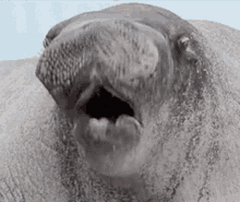 Walrus Shaking GIF - Walrus Shaking Whoa GIFs