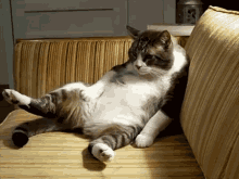 Cat Can'T Move GIF - Cat Stuffed Food Coma GIFs