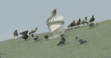 Pigeon Spinning GIF - Pigeon Spinning Funny GIFs