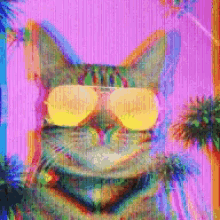cool cat sunglasses