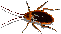 Roach Cockroach Sticker - Roach Cockroach Stickers