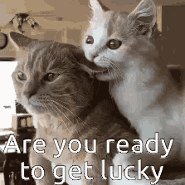 Cats Are You Ready GIF - Cats Are You Ready Get Lucky GIFs