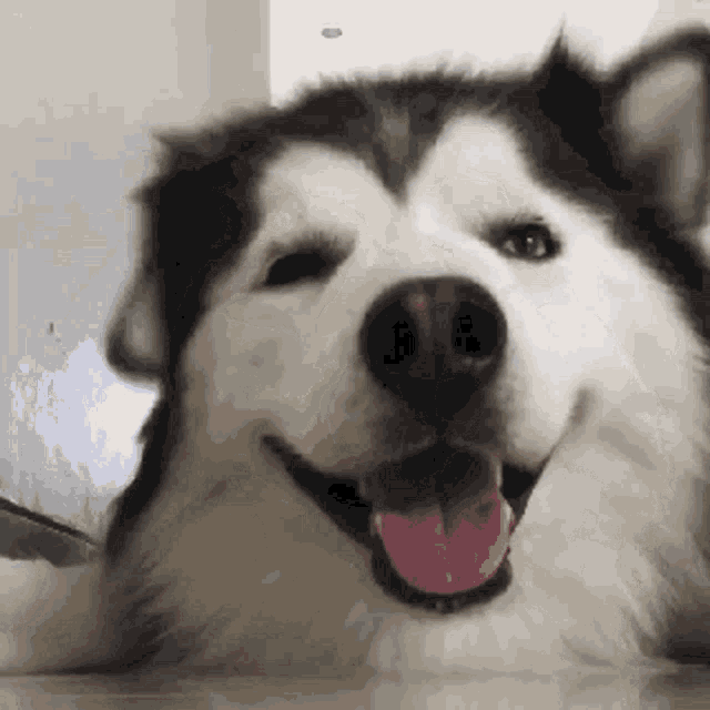 Dog Smile GIF - Dog Smile Husky GIFs