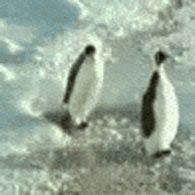 Penguin Hit Head GIF - Penguin Hit Head Waddle GIFs