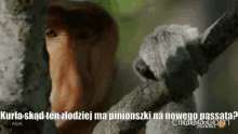 janusz nosacz polska poland monkey what janusz nosacz polska poland monkey what