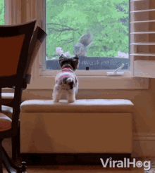 I Want To Go Out Play Outside GIF - I Want To Go Out Play Outside Puppy GIFs