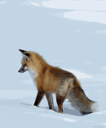 fox fox